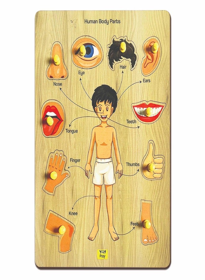 YaYplay Yay Play Wooden Human Body Parts Knob and Pegged Puzzle, 2+ Years | Preschool Educational Pegged Knob Puzzle Toy | Realistic Educational Game for Boy and Girl | Gift Toys for Kids - Image 2